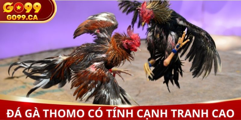 Đá gà Thomo với tính cạnh tranh cao