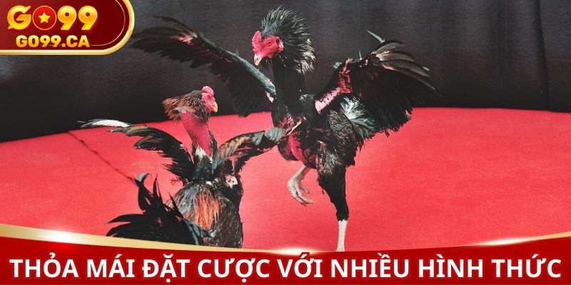 Thoải mái đặt cược với các hình thức hấp dẫn